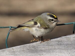 The Golden-Crowned Kinglet A Tiny Bird with a Regal Presence 3-14.jpg