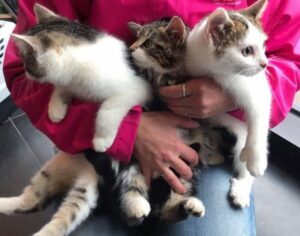 A family moved into a new house and found little kittens in the barn 4-10.jpg