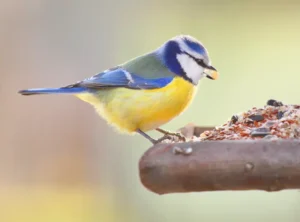opt__aboutcom__coeus__resources__content_migration__mnn__images__2020__02__blue-tit-eating-seeds-d61347c5181543d1b57e0bab099743f8.webp.webp